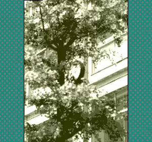 Page 16 of AV Tanjou - preview thumbnail