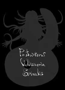 Page 6 of Protopterus Vallisneria Spiralis - preview thumbnail