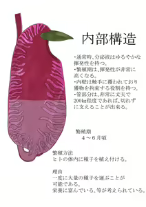 Page 15 of Anthropophagist Plant Analysis - preview thumbnail