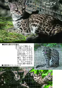 Page 161 of may Kemono Friends Thre Goudoushi 2 - preview thumbnail