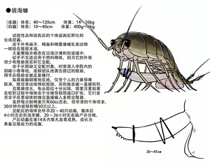 Page 16 of Azur Lane Insect Encyclopedia - preview thumbnail