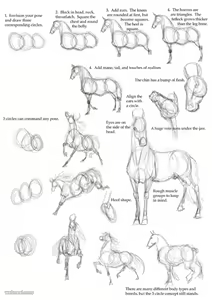 Page 8 of DrQube's folder of random animal and furry anatomy 2d study - preview thumbnail