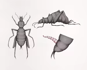 Page 6 of Insect Research Report No.23 - preview thumbnail