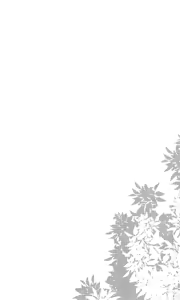 Page 55 of 姉なるもの 1-11 - preview thumbnail