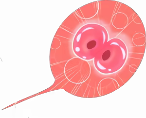 Page 14 of Female Fertilization Templates - preview thumbnail