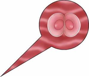 Page 7 of Female Fertilization Templates - preview thumbnail
