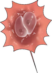 Page 8 of Female Fertilization Templates - preview thumbnail