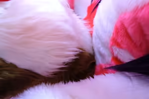 Page 24 of Tashiro Yu FANBOX - preview thumbnail