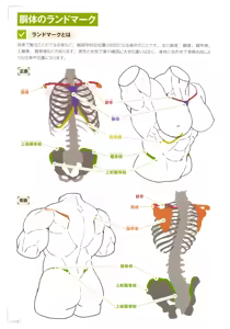 Page 22 of How to Draw a Muscular Girl for the First Time - Master the Key "Muscle Points" - preview thumbnail