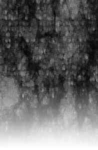 Page 247 of Necromancer Mii to Idai na Nakamatachi - preview thumbnail