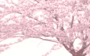 Page 109 of OH!KITSUNE SAMA - preview thumbnail