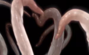 Page 1704 of Maggot Baits - preview thumbnail