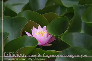 Page 12 of Haru Natsu Aki Fuyu | Spring Summer Fall Winter - preview thumbnail
